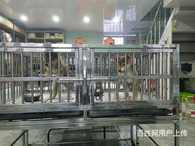 精品豆柴出售 - 图片