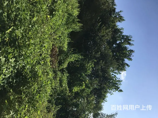 梧桐树，板栗树出售 - 图片 5