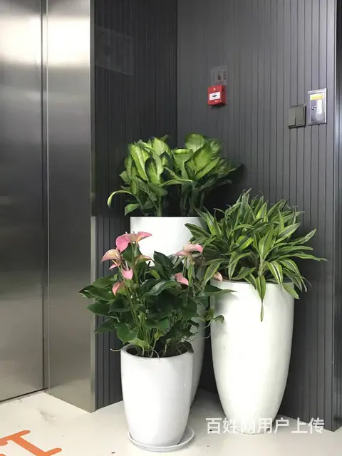 中山租花公司,中山绿植租摆公司 - 图片 3