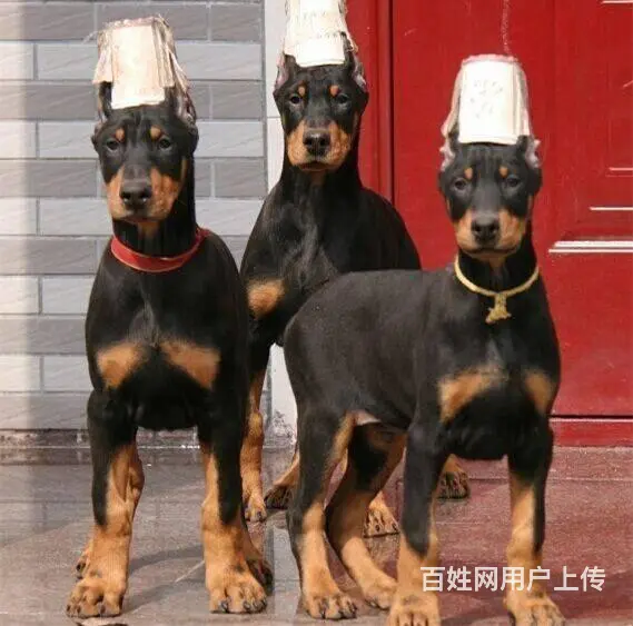 德系杜宾犬幼犬出售 爆胸骨量大公母均有 - 图片 2
