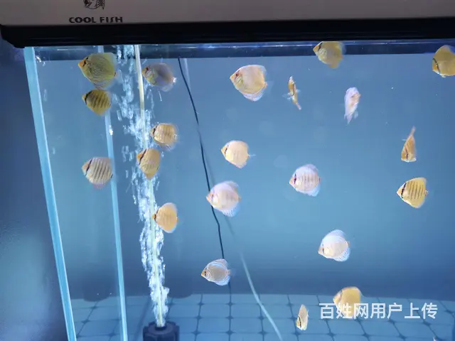 七彩鱼苗 - 图片 6