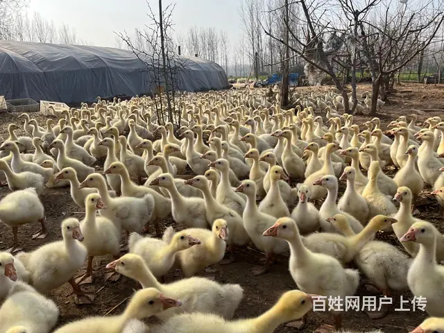 出售 鸡 鸭 鹅苗 - 图片 7