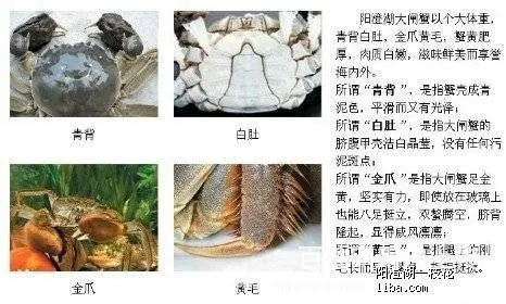 爸妈是蟹农，自产自销正宗   大闸蟹 - 图片 4