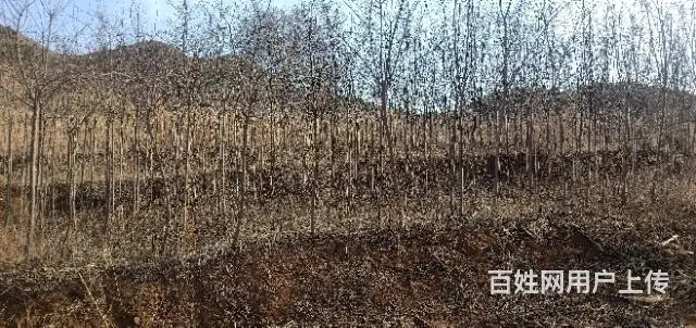 占地绿化苗 - 图片 6