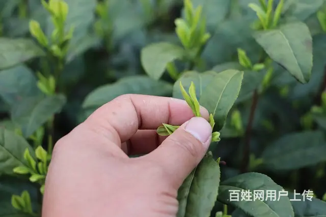 二十四节气--雨水 我们在安吉等着您 - 图片 2
