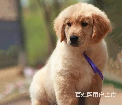 广州纯种金毛犬价格 狗舍直销 包纯种健康签协议 - 图片 12