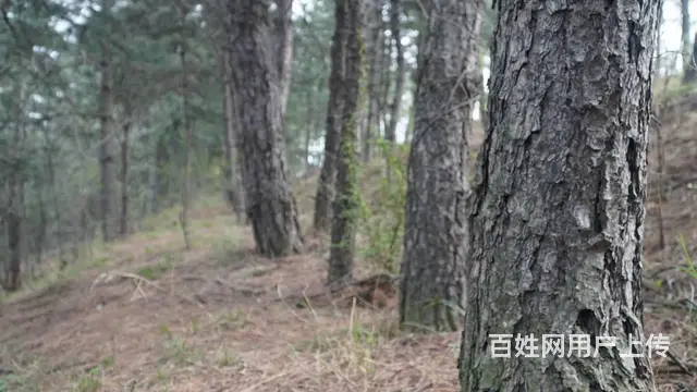 灵宝朱阳斜沟松林整体转让或出售原木 - 图片 4