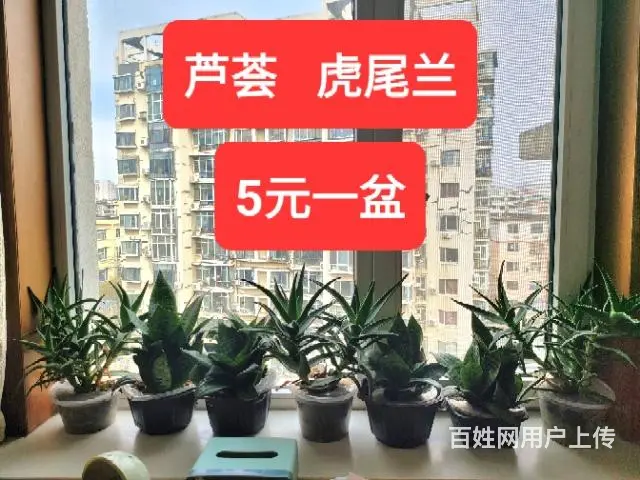 芦荟虎尾兰盆栽 - 图片 2
