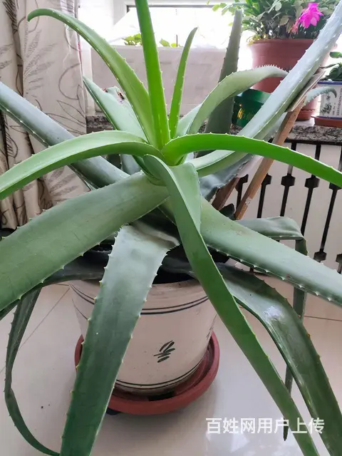 出售芦荟美容养颜植物带瓷花盆 - 图片 2