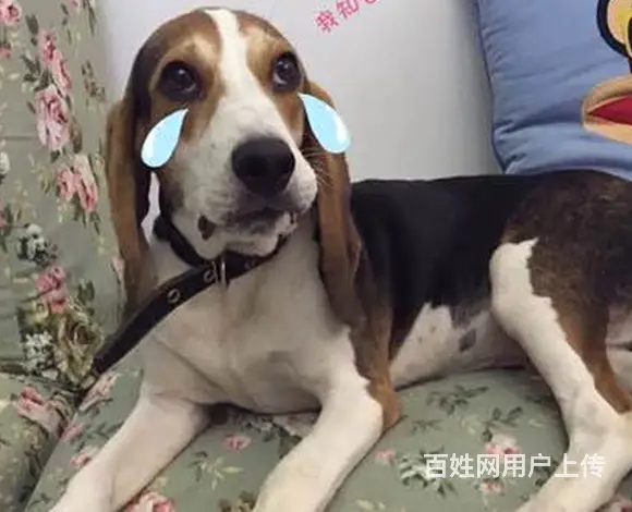 六安哪卖比格犬，哪有比格犬，谁家的比格犬靠谱 - 图片 9