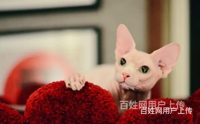 枣庄纯种双血统无毛猫怎么卖 - 图片 4