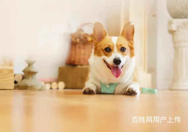 昆明长短途国际宠物托运平台 - 图片 1