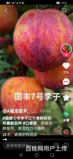 【搞定了！】出售国峰7号李子树苗 - 图片 8