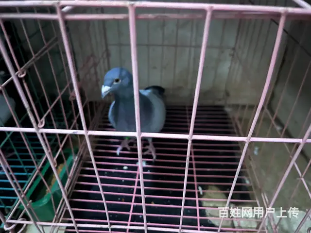 种鸽信鸽榕城梅云看鸽子 - 图片 2