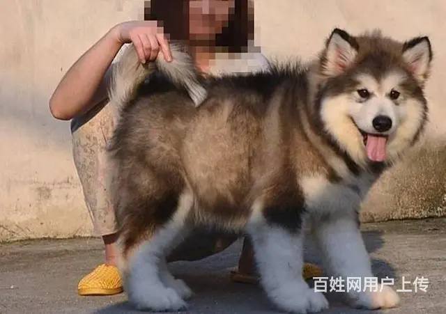 直销阿拉撕加幼犬 健康纯种 支持上门可送货无中介! - 图片 1