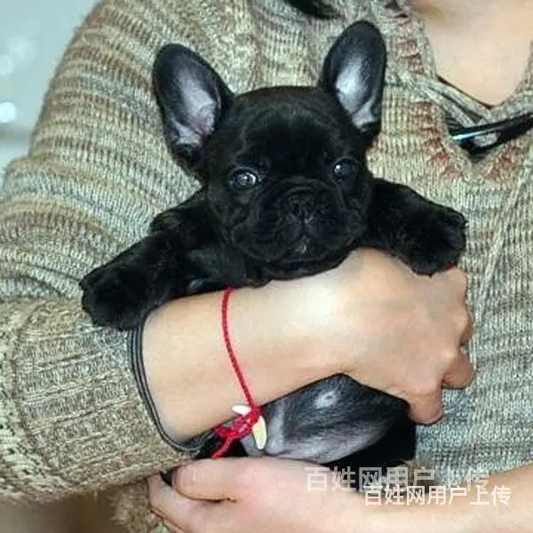吕梁法斗价格哪儿有卖法斗 - 图片 7
