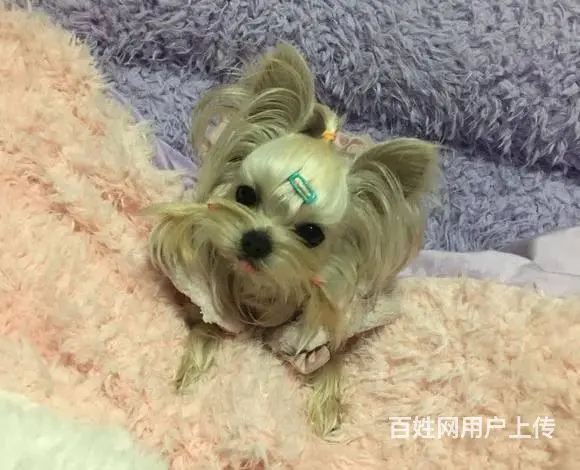 出售纯种约克夏 可爱活泼 疫苗驱虫都做了 公母 - 图片 9