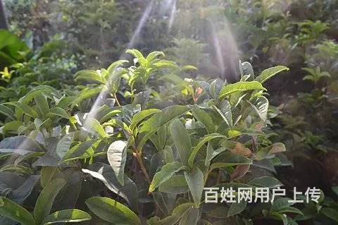 工程苗木，花卉苗木订购 - 图片 10
