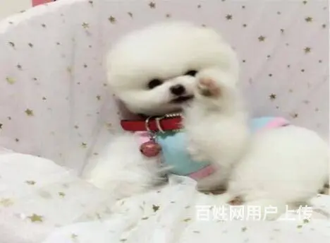 宜春出售家养博美 保纯种健康 茶杯犬博美 疫苗齐全 - 图片 4