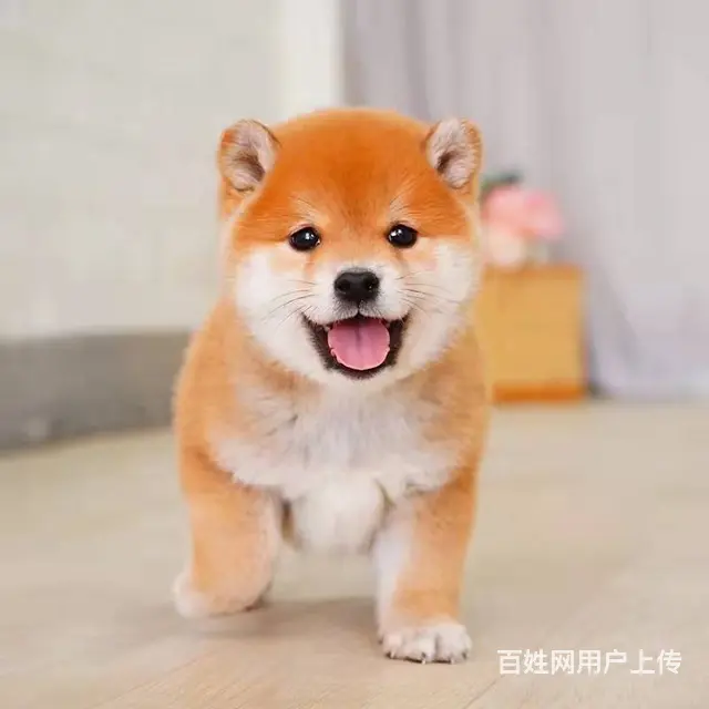 高品质日本柴犬待售 公母均有 专业繁育 - 图片 6