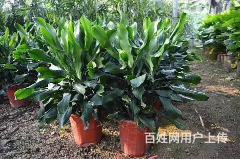 花卉苗木 - 图片 10