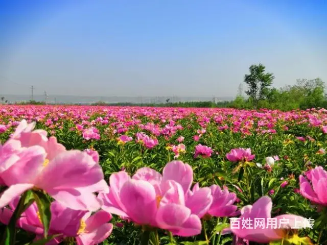 合肥、长临河附近山水民宿小院19.8万/套 - 图片 2