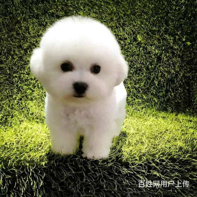 纯种法国比熊犬 聪明可爱 毛色纯白无泪痕无体味 - 图片 1