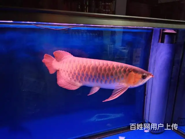 专业清理大型鱼缸，零售鱼食鱼药，鱼缸，各类观赏鱼 - 图片 11