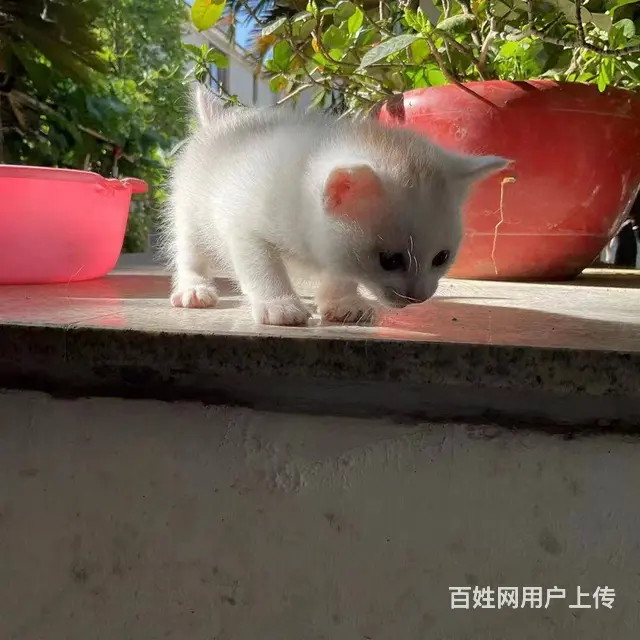 领养1个月猫宝宝，活泼可爱，找有爱心的 - 图片 1