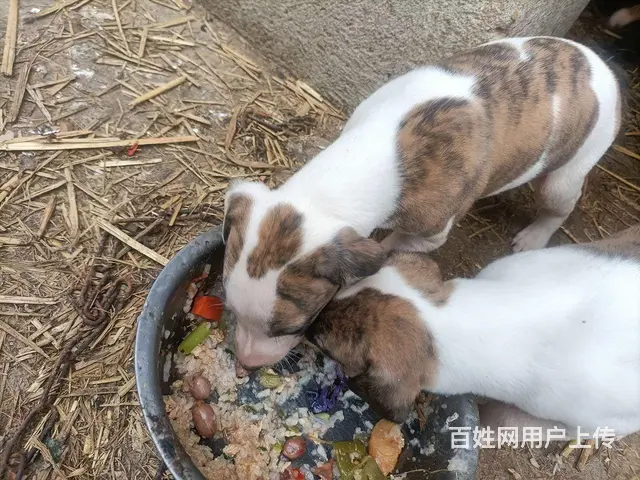 小格子犬 - 图片 6