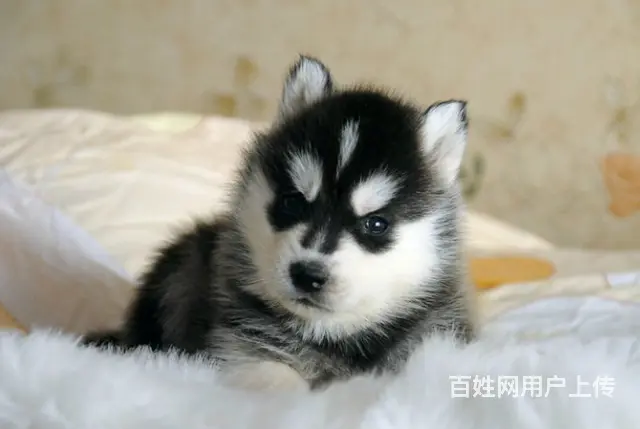 吕梁哪里有卖拉布拉多犬，拉布拉多市场价格 - 图片 12