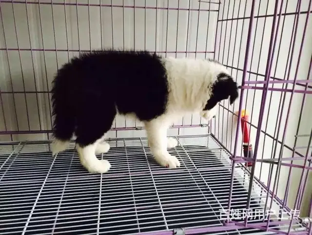 辽阳边牧养殖户 繁殖边牧幼犬的地址 - 图片 10