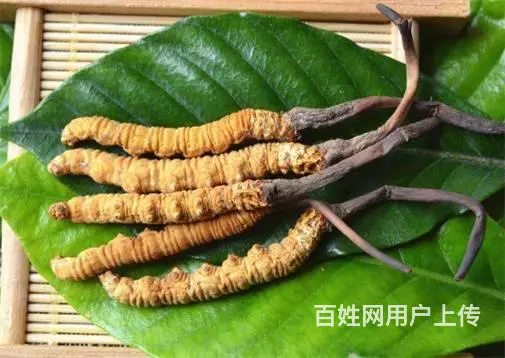 花都回收冬虫夏草店铺-花都发霉虫草专业回收 - 图片 5