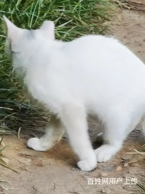 漂亮猫咪领养，山东狮子头，暹罗，双瞳孔的小白猫 - 图片 4