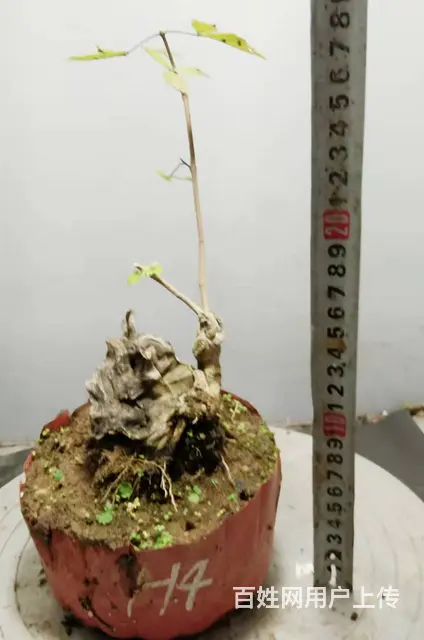 淘宝网盛世鑫毅植物园小叶迎春花水腊对节雀梅盆景老桩 - 图片 7