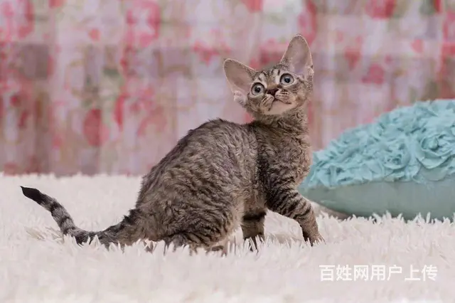 德文卷毛猫价格 德文卷毛猫成年体重 德文卷毛猫 - 图片 6