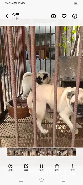 八哥犬种公对外借配 - 图片