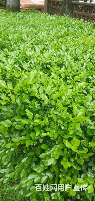 诚急售金盘好小区金瑶雅苑2房厅98平中装电梯 - 图片 2