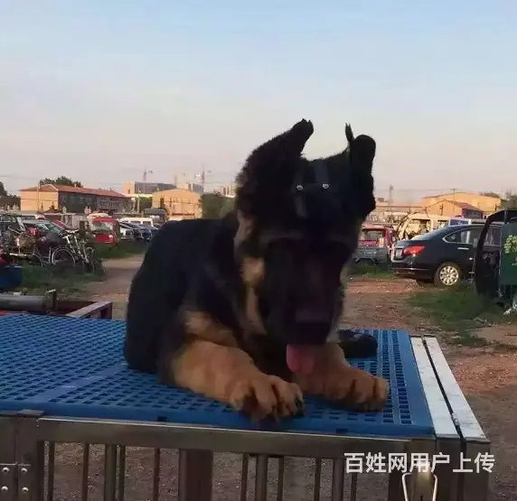 出售双血统锤系德牧cku注册售后可签协议有保障 - 图片 2