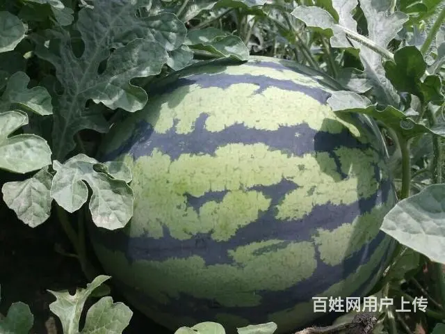 新疆吐鲁番西瓜哈密瓜代办 - 图片 7