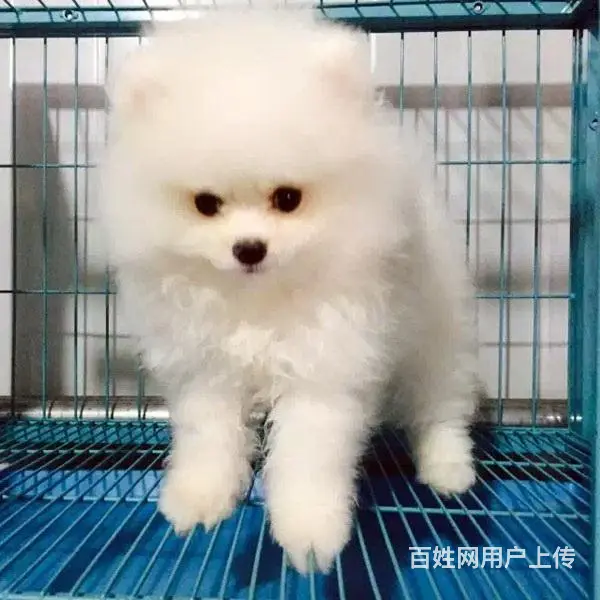 文昌买博美一般在哪里买比较真|纯博美价位 - 图片 7