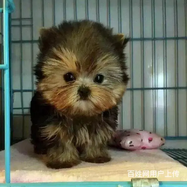 绍兴卖约克夏的犬舍，犬舍约克夏一般价位 - 图片 9