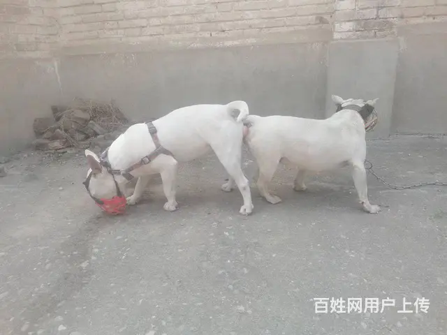 已配大母公的也卖 - 图片 1