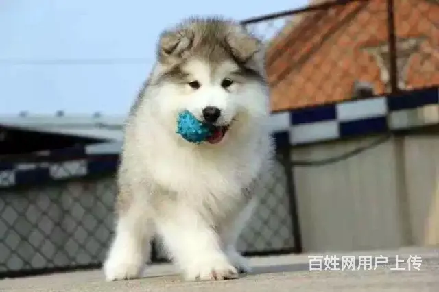 吕梁好的阿拉斯加哪里有卖，好的阿拉斯加如何挑选 - 图片 11