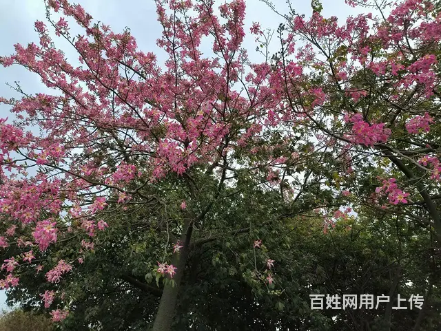 真心交友 - 图片 2