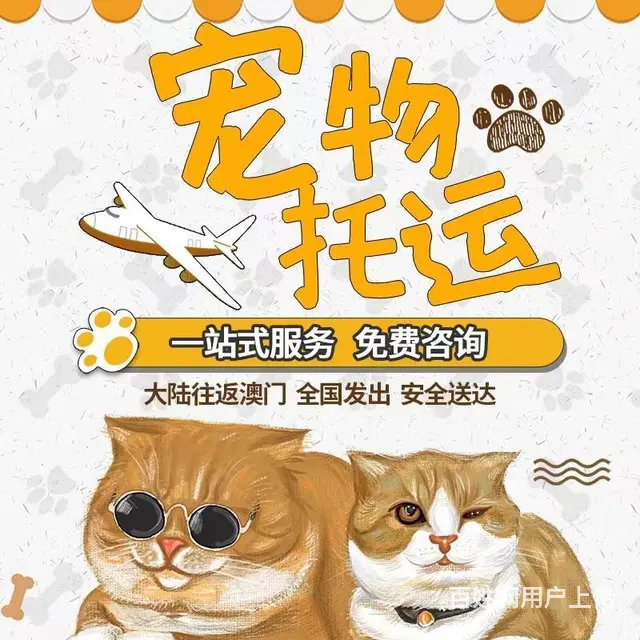 丹东宠物托运 （猫狗活体运输）宠物快递至全国 - 图片 2