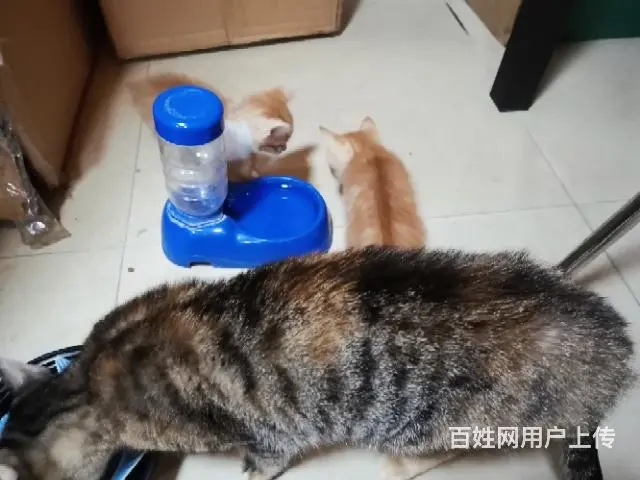 【搞定了！】赠送自家养小猫 - 图片 1
