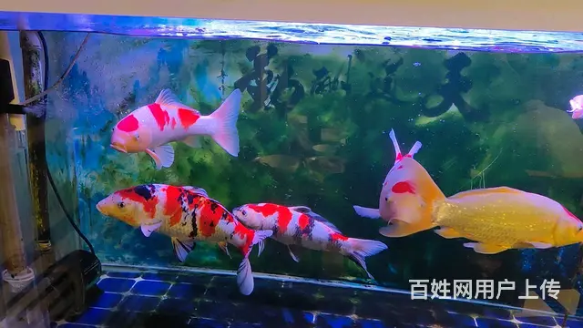 【搞定了！】精品锦鲤全红火鲤 - 图片 5