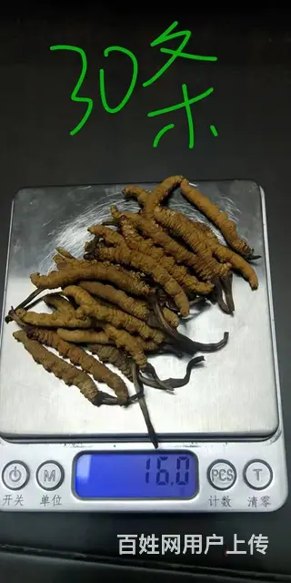 黄岛回收冬虫夏草（黄岛收购冬虫夏草）上门回收虫草表 - 图片