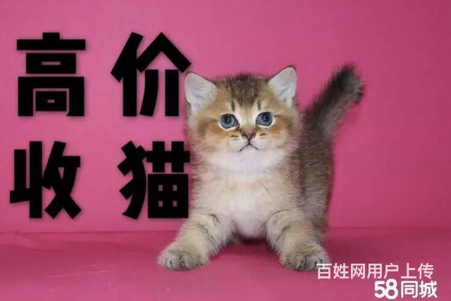 抚顺本地长年收猫 - 图片